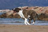 AMSTAFF ADULT 260